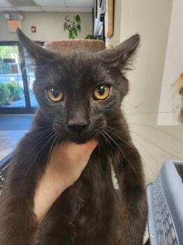 Domestic Short Hair Cats Available for Adoption in Seneca, South Carolina - Sampson $75 @ Petco | PetCurious