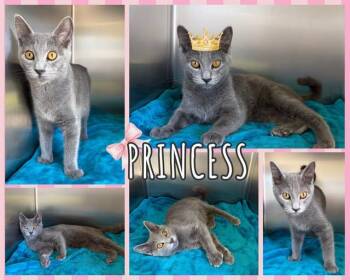 Princess -  Domestic Short Hair Cat for Adoption in Universal City, Texas - Princess | PetCurious