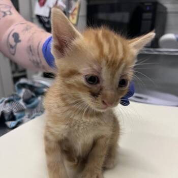 Titanium -  Domestic Short Hair Cat for Adoption in Dearborn, Michigan - Titanium | PetCurious