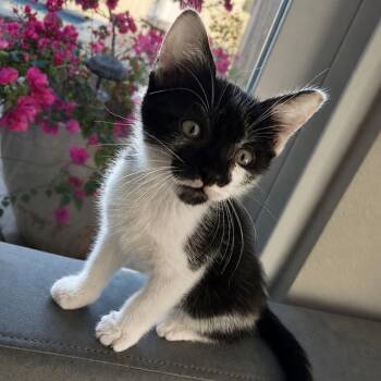 Wall-E -  Domestic Short Hair Cat for Adoption in Laredo, Texas - Wall-E | PetCurious