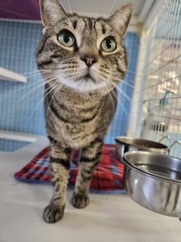 Lily Pad -  Domestic Short Hair Cat for Adoption in Claremont, New Hampshire - Lily Pad | PetCurious