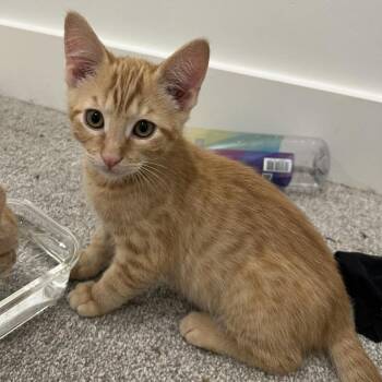 Possum Saunders -  Domestic Short Hair Cat for Adoption in Eagle Mountain, Utah - Possum Saunders | PetCurious