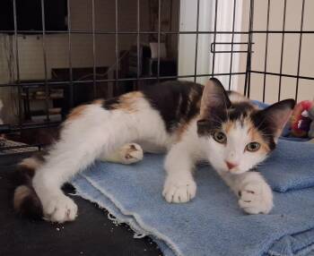Fanny -  Domestic Short Hair Cat for Adoption in Greensboro, North Carolina - Fanny | PetCurious