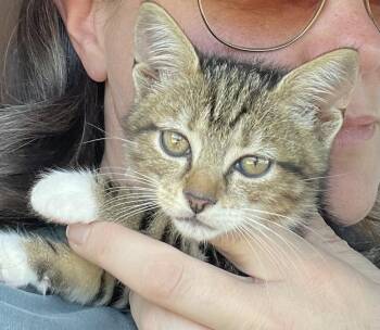 Despacito -  Domestic Short Hair Cat for Adoption in Virginia Beach, Virginia - Despacito | PetCurious