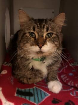 Rescue Domestic Medium Hair Cats for Adoption in Mason City, Iowa - Fern | PetCurious