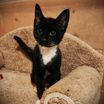 Dion -  Domestic Short Hair Cat for Adoption in Candler, North Carolina - Dion | PetCurious