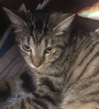 Rescue Domestic Short Hair Cats for Adoption in Parma, Ohio - Echo | PetCurious