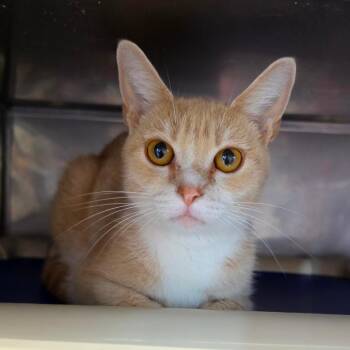 Domestic Short Hair Cats Available for Adoption in Jefferson City, Tennessee - Mango | PetCurious