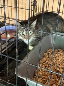 Bette Midler -  Domestic Long Hair and Tabby Cat for Adoption in Ranson, West Virginia - Bette Midler | PetCurious
