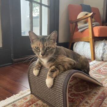 Evergreen -  Domestic Short Hair Cat for Adoption in Chicago, Illinois - Evergreen | PetCurious