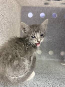 PALMER -  Domestic Short Hair Cat for Adoption in Riverside, California - PALMER | PetCurious