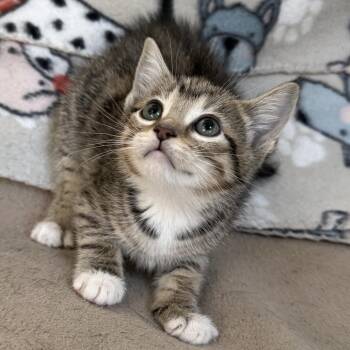 Domestic Short Hair Cats Available for Adoption in Glenelg, Maryland - National Weather Service | PetCurious