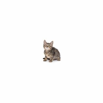 Hot Fry -  Domestic Short Hair Cat Available for Adoption in Los Angeles, California - Hot Fry | PetCurious