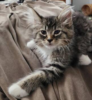 Theodora -  Domestic Long Hair Cat for Adoption in Maineville, Ohio - Theodora | PetCurious