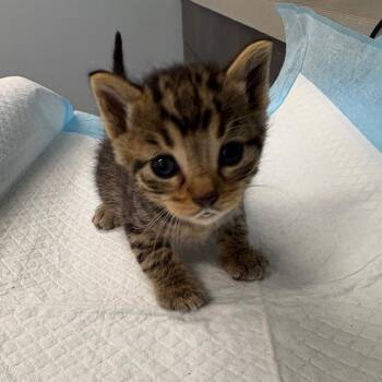 OPAC7026/Binx -  Domestic Short Hair Cat for Adoption in Oak Park, Illinois - OPAC7026/Binx | PetCurious