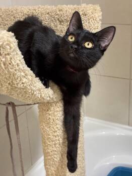 Catniss -  Domestic Short Hair Cat for Adoption in Burnaby, British Columbia - Catniss | PetCurious