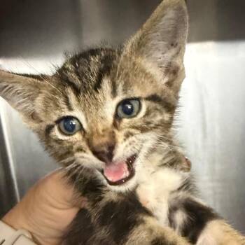 BRAZ-Stray-138777_2 -  Domestic Short Hair Cat for Adoption in Lake Jackson, Texas - BRAZ-Stray-138777_2 | PetCurious