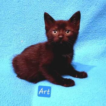 Sunshine Littles - Art -  Domestic Short Hair Cat Available for Adoption in Jessup, Maryland - Sunshine Littles - Art | PetCurious