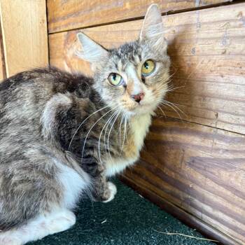 Stanely (The Forgotten) -  Domestic Long Hair Cat for Adoption in Lancaster, Ohio - Stanely (The Forgotten) | PetCurious
