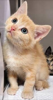 Trestle -  Domestic Short Hair Cat for Adoption in Cottonwood, Arizona - Trestle | PetCurious