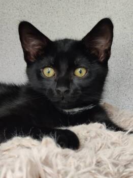 Mayfly -  Domestic Short Hair Cat Available for Adoption in Montgomery, New Jersey - Mayfly | PetCurious