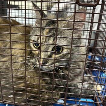 Feather -  Domestic Medium Hair Cat for Adoption in Galveston, Texas - Feather | PetCurious
