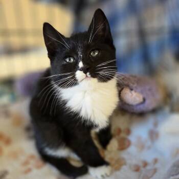 Rescue Domestic Short Hair Cats for Adoption in Reisterstown, Maryland - Coco (bonded With Max & Ruby) | PetCurious