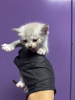 Domestic Short Hair and Siamese Cats Available for Adoption in El Paso, Texas - 60923891 | PetCurious