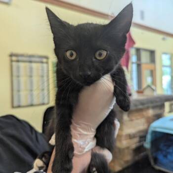 Ravenpaw -  Domestic Short Hair Cat for Adoption in Lynchburg, Virginia - Ravenpaw | PetCurious