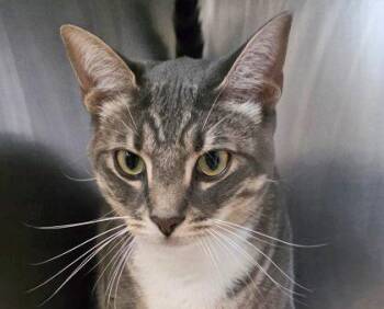 Rescue Domestic Short Hair Cats for Adoption in Fernandina Beach, Florida - SAKE | PetCurious