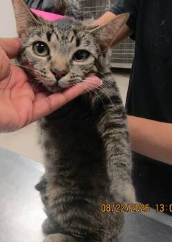 Kiwi (676) -  Domestic Short Hair Cat for Adoption in Marietta, Georgia - Kiwi (676) | PetCurious