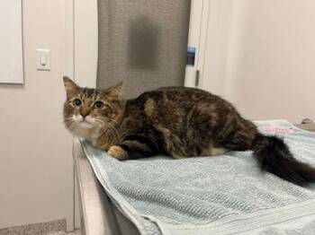 KC -  Domestic Long Hair Cat for Adoption in Kansas City, Missouri - KC | PetCurious