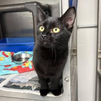 Elvira -  Domestic Short Hair Cat for Adoption in Charles City, Iowa - Elvira | PetCurious