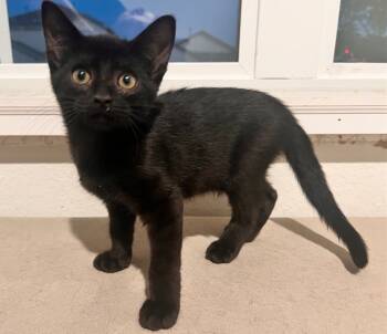 Rescue Domestic Short Hair Cats for Adoption in San Antonio, Texas - Onyx | PetCurious