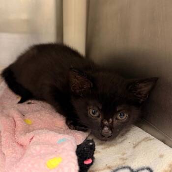Horus -  Domestic Short Hair Cat for Adoption in West Palm Beach, Florida - Horus | PetCurious