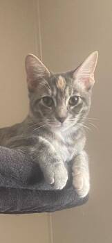 Rescue Calico Cats for Adoption in Napa, California - Jellybean ( Nicole) | PetCurious