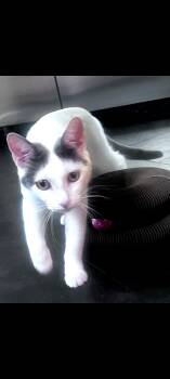 Rescue Domestic Short Hair Cats for Adoption in Lewis Center, Ohio - Dulce | PetCurious