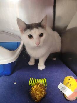 Domestic Short Hair Cats Available for Adoption - Niko | PetCurious