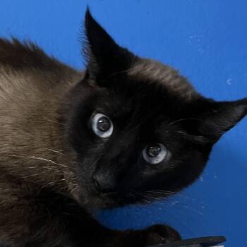 Mallo -  Siamese and Domestic Short Hair Cat for Adoption in Sarasota, Florida - Mallo | PetCurious
