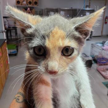 Indie -  Domestic Short Hair Cat for Adoption in Leander, Texas - Indie | PetCurious