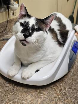 MIKEY -  Snowshoe Cat for Adoption in Clyde, North Carolina - MIKEY | PetCurious
