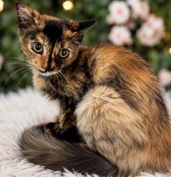 Ale -  Calico Cat for Adoption in Los Angeles, California - Ale | PetCurious