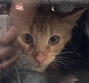 Domestic Short Hair Cats Available for Adoption in Dallas, Texas - ROXAS | PetCurious