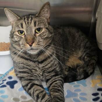 Domestic Short Hair Cats Available for Adoption in Spokane, Washington - Tiger | PetCurious