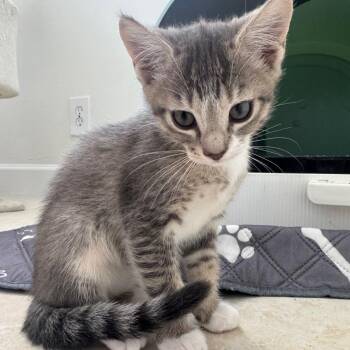 Romeo -  Domestic Short Hair Cat for Adoption in Sunrise, Florida - Romeo | PetCurious