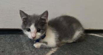 Rescue Domestic Short Hair Cats for Adoption in Houston, Texas - Faolan | PetCurious