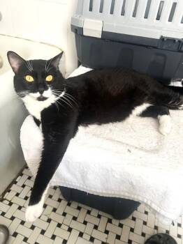 Rescue American Shorthair Cats for Adoption in East Orange, New Jersey - Irving | PetCurious