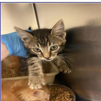 Eclipse -  Domestic Short Hair Cat for Adoption in Grantsville, Utah - Eclipse | PetCurious