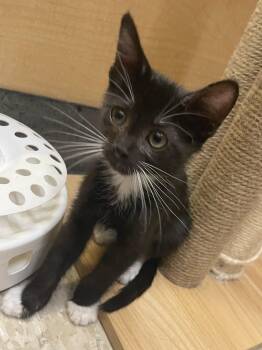 Andrea -  Tuxedo Cat for Adoption in Albuquerque, New Mexico - Andrea | PetCurious