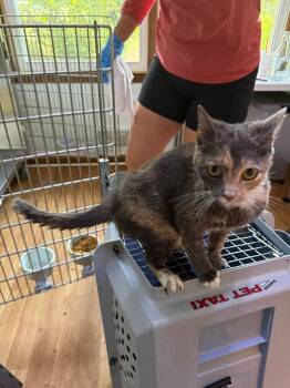 Sage: Kroger MC TNR -  Domestic Short Hair Cat for Adoption in Douglasville, Georgia - Sage: Kroger MC TNR | PetCurious